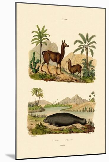 Llama, 1833-39-null-Mounted Giclee Print