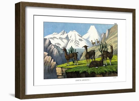 Llama, 1860-null-Framed Giclee Print