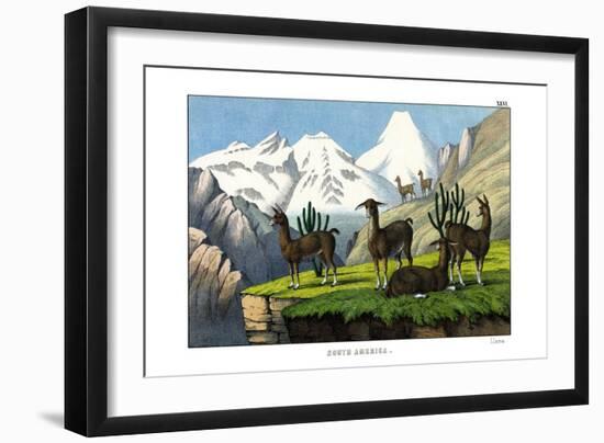 Llama, 1860-null-Framed Giclee Print