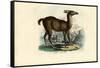 Llama, 1863-79-Raimundo Petraroja-Framed Stretched Canvas