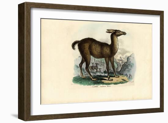 Llama, 1863-79-Raimundo Petraroja-Framed Giclee Print