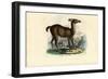 Llama, 1863-79-Raimundo Petraroja-Framed Giclee Print