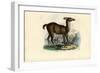 Llama, 1863-79-Raimundo Petraroja-Framed Giclee Print