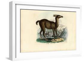 Llama, 1863-79-Raimundo Petraroja-Framed Giclee Print