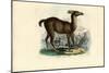 Llama, 1863-79-Raimundo Petraroja-Mounted Giclee Print
