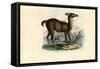 Llama, 1863-79-Raimundo Petraroja-Framed Stretched Canvas