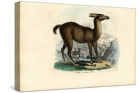 Llama, 1863-79-Raimundo Petraroja-Stretched Canvas