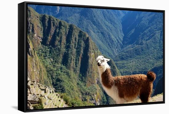 Llama above Macchu Picchu-pamelasproof-Framed Stretched Canvas