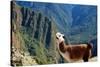 Llama above Macchu Picchu-pamelasproof-Stretched Canvas