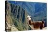 Llama above Macchu Picchu-pamelasproof-Stretched Canvas