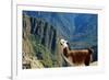 Llama above Macchu Picchu-pamelasproof-Framed Photographic Print