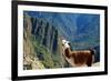 Llama above Macchu Picchu-pamelasproof-Framed Photographic Print