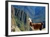 Llama above Macchu Picchu-pamelasproof-Framed Photographic Print