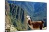 Llama above Macchu Picchu-pamelasproof-Mounted Photographic Print