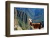 Llama above Macchu Picchu-pamelasproof-Framed Photographic Print