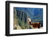 Llama above Macchu Picchu-pamelasproof-Framed Photographic Print