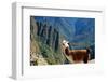 Llama above Macchu Picchu-pamelasproof-Framed Photographic Print