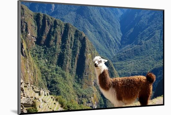 Llama above Macchu Picchu-pamelasproof-Mounted Photographic Print