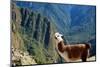 Llama above Macchu Picchu-pamelasproof-Mounted Photographic Print