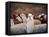 Llama and Alpaca Herd, Lares Valley, Cordillera Urubamba, Peru-Kristin Piljay-Framed Stretched Canvas