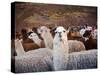 Llama and Alpaca Herd, Lares Valley, Cordillera Urubamba, Peru-Kristin Piljay-Stretched Canvas