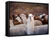 Llama and Alpaca Herd, Lares Valley, Cordillera Urubamba, Peru-Kristin Piljay-Framed Stretched Canvas