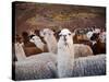Llama and Alpaca Herd, Lares Valley, Cordillera Urubamba, Peru-Kristin Piljay-Stretched Canvas