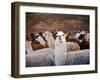 Llama and Alpaca Herd, Lares Valley, Cordillera Urubamba, Peru-Kristin Piljay-Framed Photographic Print