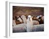 Llama and Alpaca Herd, Lares Valley, Cordillera Urubamba, Peru-Kristin Piljay-Framed Photographic Print