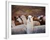 Llama and Alpaca Herd, Lares Valley, Cordillera Urubamba, Peru-Kristin Piljay-Framed Photographic Print