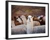 Llama and Alpaca Herd, Lares Valley, Cordillera Urubamba, Peru-Kristin Piljay-Framed Photographic Print