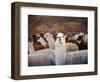 Llama and Alpaca Herd, Lares Valley, Cordillera Urubamba, Peru-Kristin Piljay-Framed Photographic Print