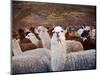 Llama and Alpaca Herd, Lares Valley, Cordillera Urubamba, Peru-Kristin Piljay-Mounted Photographic Print