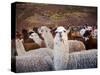 Llama and Alpaca Herd, Lares Valley, Cordillera Urubamba, Peru-Kristin Piljay-Stretched Canvas