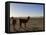 Llama and Alpaca on Salt Flats, Salar de Uyuni, Southwest Highlands, Bolivia, South America-Simon Montgomery-Framed Stretched Canvas