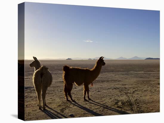 Llama and Alpaca on Salt Flats, Salar de Uyuni, Southwest Highlands, Bolivia, South America-Simon Montgomery-Stretched Canvas