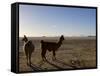 Llama and Alpaca on Salt Flats, Salar de Uyuni, Southwest Highlands, Bolivia, South America-Simon Montgomery-Framed Stretched Canvas