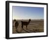 Llama and Alpaca on Salt Flats, Salar de Uyuni, Southwest Highlands, Bolivia, South America-Simon Montgomery-Framed Photographic Print