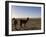 Llama and Alpaca on Salt Flats, Salar de Uyuni, Southwest Highlands, Bolivia, South America-Simon Montgomery-Framed Photographic Print