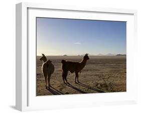 Llama and Alpaca on Salt Flats, Salar de Uyuni, Southwest Highlands, Bolivia, South America-Simon Montgomery-Framed Photographic Print