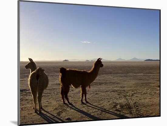 Llama and Alpaca on Salt Flats, Salar de Uyuni, Southwest Highlands, Bolivia, South America-Simon Montgomery-Mounted Photographic Print