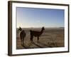 Llama and Alpaca on Salt Flats, Salar de Uyuni, Southwest Highlands, Bolivia, South America-Simon Montgomery-Framed Photographic Print
