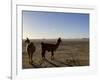 Llama and Alpaca on Salt Flats, Salar de Uyuni, Southwest Highlands, Bolivia, South America-Simon Montgomery-Framed Photographic Print