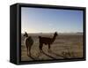 Llama and Alpaca on Salt Flats, Salar de Uyuni, Southwest Highlands, Bolivia, South America-Simon Montgomery-Framed Stretched Canvas