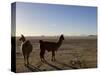 Llama and Alpaca on Salt Flats, Salar de Uyuni, Southwest Highlands, Bolivia, South America-Simon Montgomery-Stretched Canvas