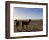 Llama and Alpaca on Salt Flats, Salar de Uyuni, Southwest Highlands, Bolivia, South America-Simon Montgomery-Framed Photographic Print