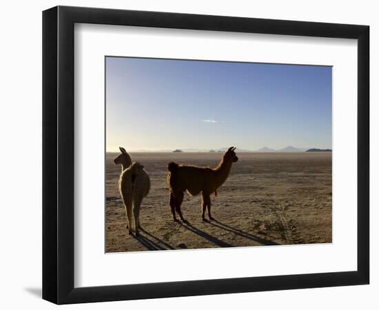 Llama and Alpaca on Salt Flats, Salar de Uyuni, Southwest Highlands, Bolivia, South America-Simon Montgomery-Framed Photographic Print