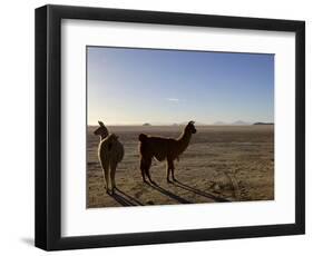 Llama and Alpaca on Salt Flats, Salar de Uyuni, Southwest Highlands, Bolivia, South America-Simon Montgomery-Framed Photographic Print