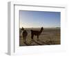 Llama and Alpaca on Salt Flats, Salar de Uyuni, Southwest Highlands, Bolivia, South America-Simon Montgomery-Framed Photographic Print