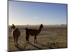 Llama and Alpaca on Salt Flats, Salar de Uyuni, Southwest Highlands, Bolivia, South America-Simon Montgomery-Mounted Photographic Print